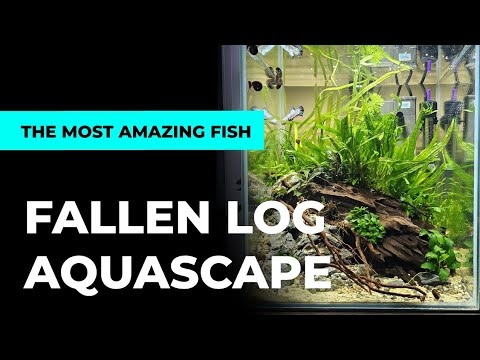 Fallen Log Aquascape Build Step by Step &amp; THE MOST AMAZING FISH!