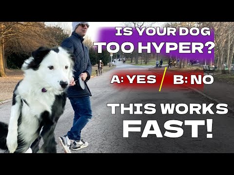 How To Easily STOP Barking And Jumping