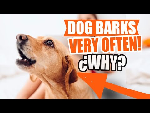 WHAT does it MEAN when your DOG BARKS VERY OFTEN?🐶