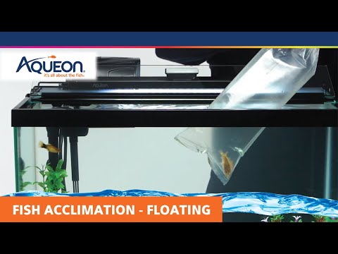 How to Acclimate Your Fish -- Floating Acclimation