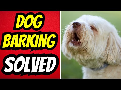 How To Stop A Dog From Barking Instantly